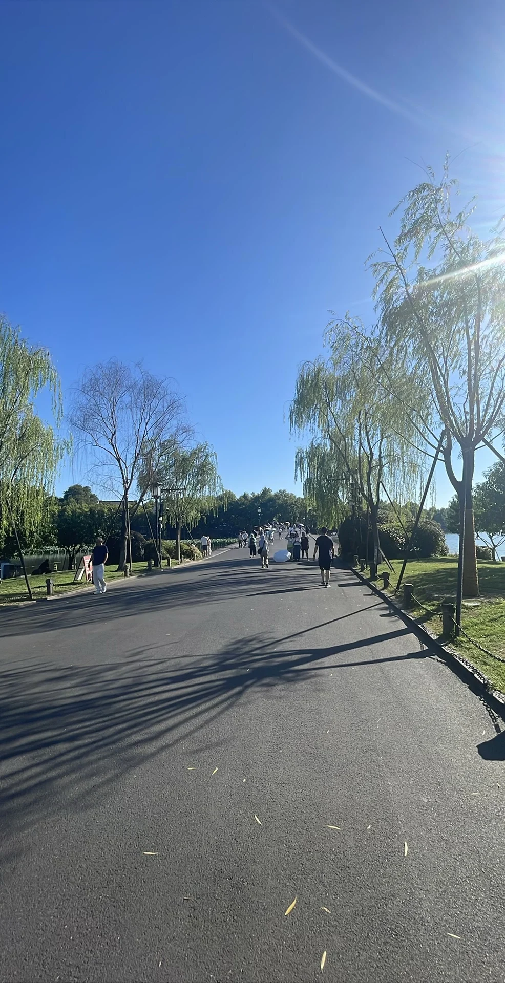 白堤 当季实拍