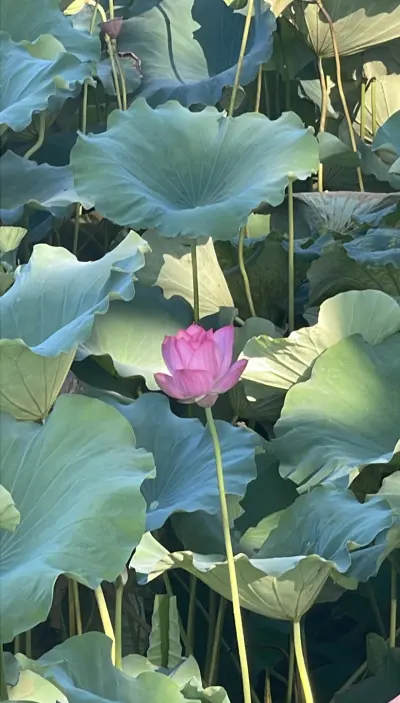 景点真实照片