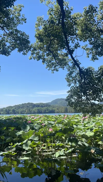 苏堤 最新实拍