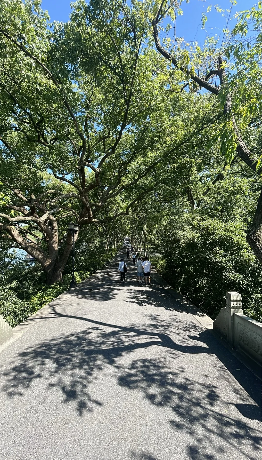 苏堤 当季实拍