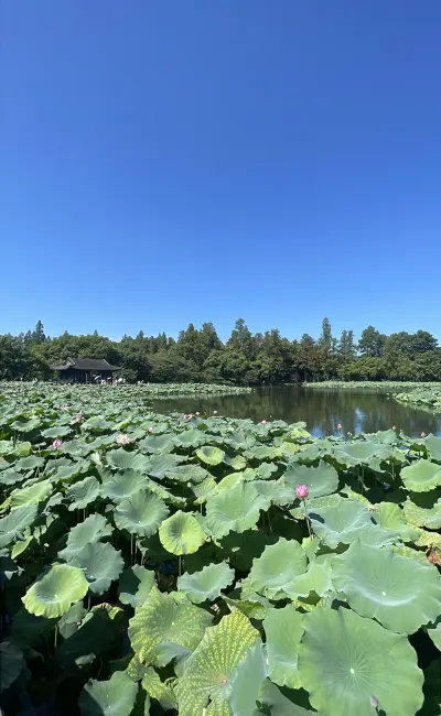 景点真实照片